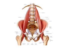 Psoas Muscle